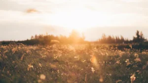 Por que e como definir o seu propósito: da vida agradável à vida com sentido